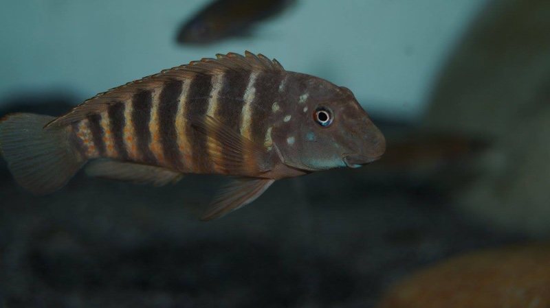 Eretmodus marksmithi 'Mzungu Beach'